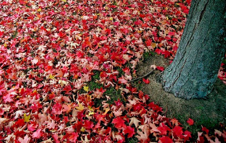 Man įdomu, kaip jūs kovojote, o gal ir dabar kovojate su nuodėmėn vedančiomis mintimis? | Klausimai – atsakymai