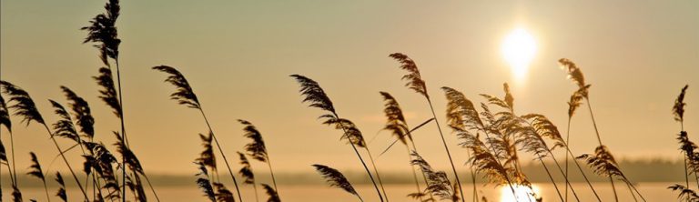 Adventas – Viltis (V)