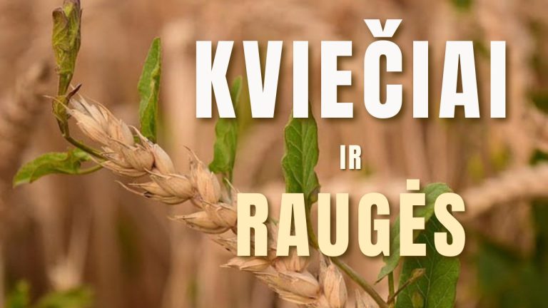 Pamokslas | 2024 04 28 | KVIEČIAI IR RAUGĖS, arba Dievo karalystės beieškant… (III)