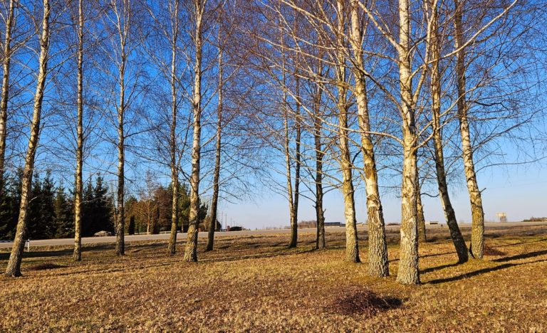 Pernykščių lapų giesmė