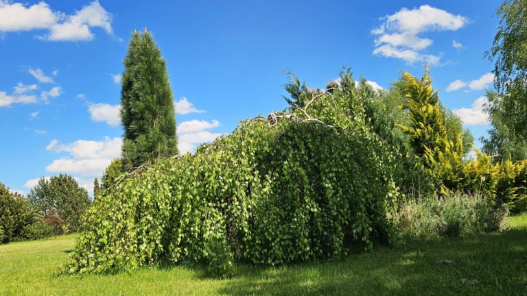 Angelo sparnai
